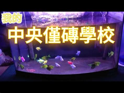 金磚魚好養嗎|【磚魚好養嗎】磚魚好養嗎？入門新手魚的絕佳選擇，告訴你怎麼。